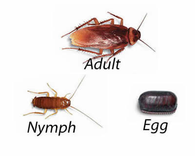 American Cockroaches