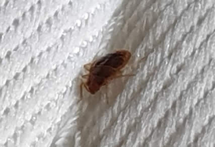 Bed Bug Control