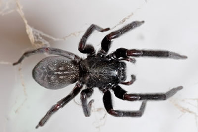 Black House Spider