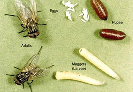 house fly maggots