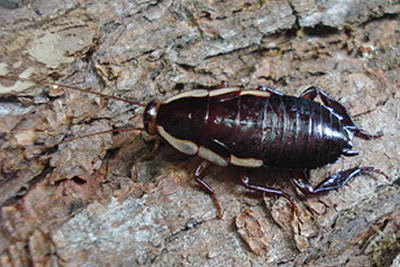 Gisborne Cockroach