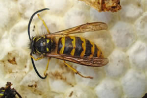 Common Wasp Control