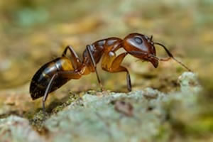 Ant Control