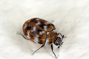 Household Carpet Beetle Control
