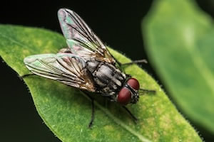 Common House Fly Control