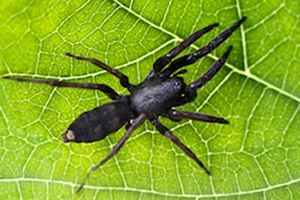 White Tail Spider Control