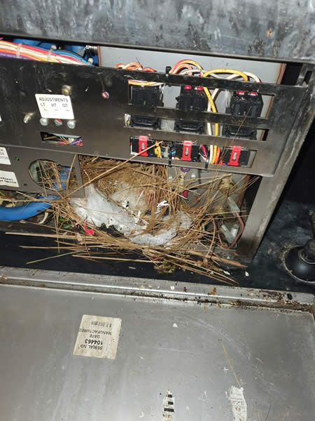 Rodent Infested Switchboard