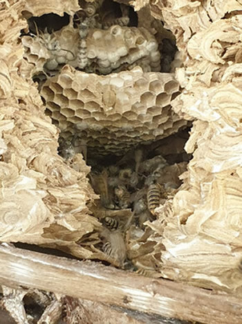 Wasp Nest