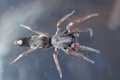 White Tail Spider