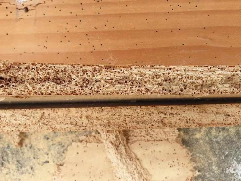 Borer Infestation in Wooden Floors