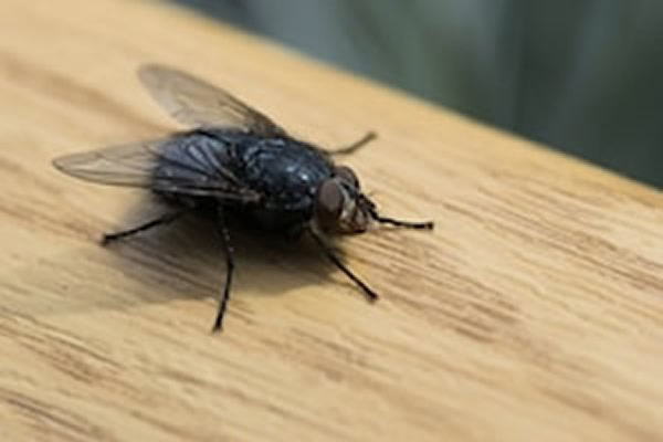 House Fly