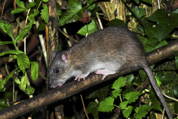 Norway Rat