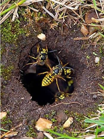 Wasp Nest in Ground