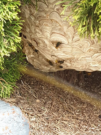 Wasp Nest