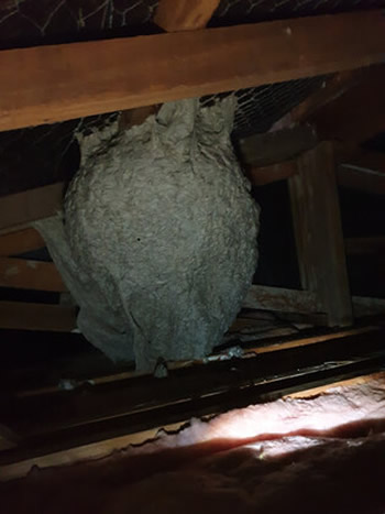 Wasp Nest in roof