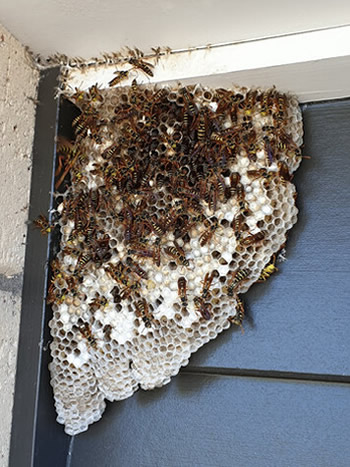 Wasp Nest in wall