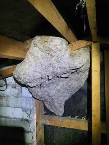 Wasp Nest in ceiling cavity